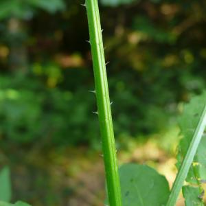 Photographie n°2328594 du taxon Dipsacus pilosus L.