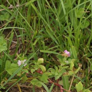 Photographie n°2328639 du taxon Trifolium resupinatum L. [1753]