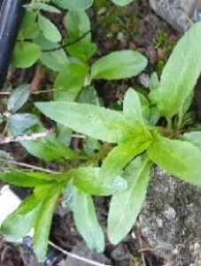 Photographie n°2328650 du taxon Epilobium L. [1753]