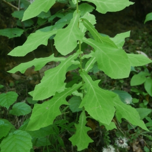 Photographie n°2328697 du taxon Prenanthes purpurea L. [1753]