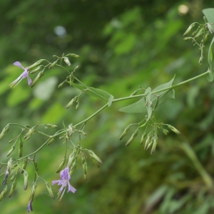 Photographie n°2328698 du taxon Prenanthes purpurea L. [1753]