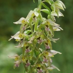 Photographie n°2328703 du taxon Epipactis helleborine (L.) Crantz