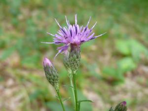 Laurent Richin, le 27 août 2019 (11230 Peyrefitte-du-Razès, France)