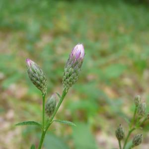 Photographie n°2328738 du taxon Serratula tinctoria subsp. tinctoria 