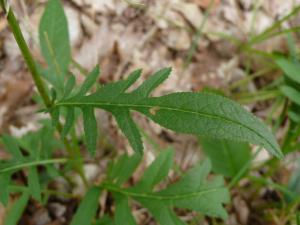 Laurent Richin, le 27 août 2019 (11230 Peyrefitte-du-Razès, France)