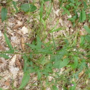  - Serratula tinctoria subsp. tinctoria 