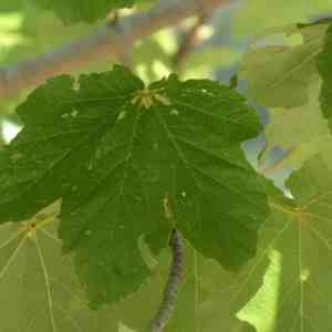 Photographie n°2328779 du taxon Acer opalus Mill. [1768]