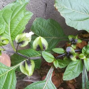 Photographie n°2328830 du taxon Nicandra physalodes (L.) Gaertn. [1791]