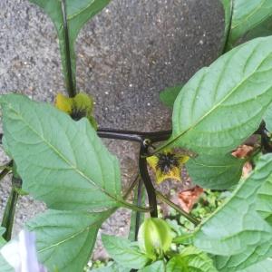 Photographie n°2328831 du taxon Nicandra physalodes (L.) Gaertn. [1791]