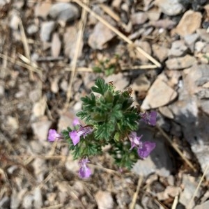 Photographie n°2328852 du taxon Teucrium botrys L. [1753]