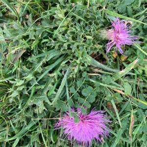 Photographie n°2328853 du taxon Cirsium acaulon (L.) Scop. [1769]