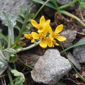 Photographie n°2328926 du taxon Senecio incanus L. [1753]