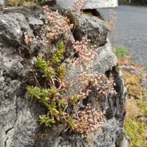 Photographie n°2328940 du taxon Sedum album L. [1753]