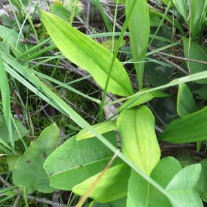 Photographie n°2328959 du taxon Allium victorialis L. [1753]