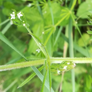 Photographie n°2329024 du taxon Galium aparine L. [1753]