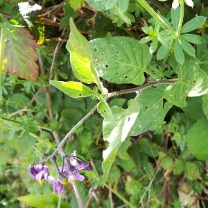 Photographie n°2329029 du taxon Solanum dulcamara L. [1753]