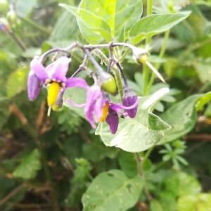 Photographie n°2329031 du taxon Solanum dulcamara L. [1753]