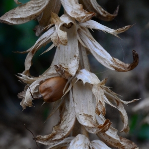  - Acanthus mollis L. [1753]