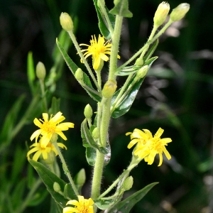 Photographie n°2329063 du taxon Dittrichia viscosa (L.) Greuter [1973]