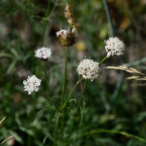 Photographie n°2329074 du taxon Cephalaria leucantha (L.) Schrad. ex Roem. & Schult. [1818]