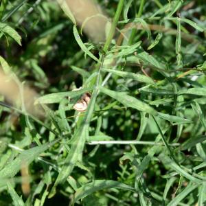 Photographie n°2329078 du taxon Cephalaria leucantha (L.) Schrad. ex Roem. & Schult. [1818]