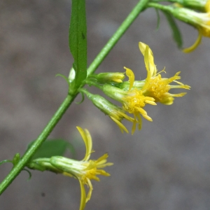 Photographie n°2329107 du taxon Senecio ovatus (P.Gaertn., B.Mey. & Scherb.) Willd. [1803]