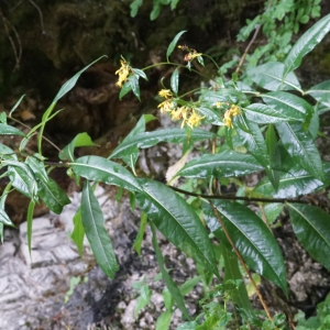 Photographie n°2329115 du taxon Senecio ovatus (P.Gaertn., B.Mey. & Scherb.) Willd. [1803]