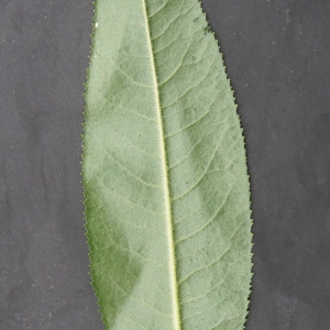 Photographie n°2329122 du taxon Senecio ovatus (P.Gaertn., B.Mey. & Scherb.) Willd. [1803]