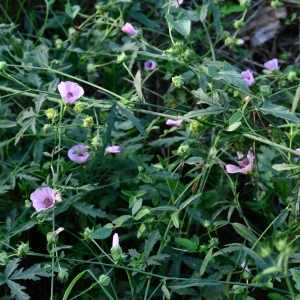 Photographie n°2329136 du taxon Althaea cannabina L. [1753]