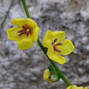 Photographie n°2329175 du taxon Verbascum sinuatum L. [1753]