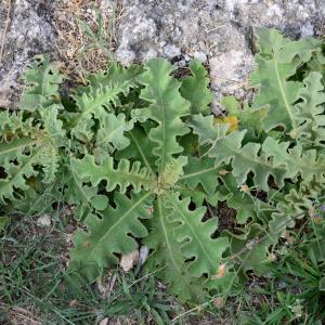 Photographie n°2329178 du taxon Verbascum sinuatum L. [1753]