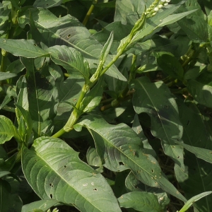 Photographie n°2329203 du taxon Persicaria lapathifolia (L.) Delarbre