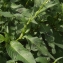  Marcel Etienne - Persicaria lapathifolia (L.) Delarbre