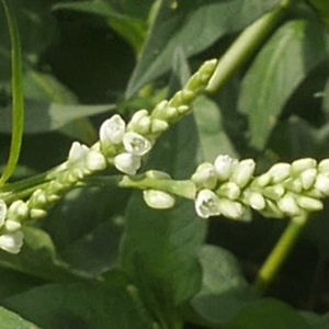 Polygonum lapathifolium subsp. syringifolium Danser (Renouée à feuilles d'oseille)