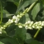  Marcel Etienne - Persicaria lapathifolia (L.) Delarbre