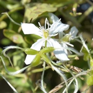  - Clematis flammula L. [1753]