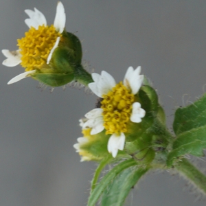 Photographie n°2329225 du taxon Galinsoga quadriradiata Ruiz & Pav. [1798]