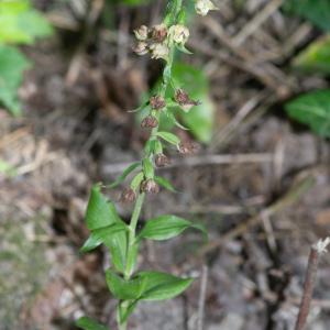 Photographie n°2329233 du taxon Epipactis fibri Scappaticci & Robatsch [1995]