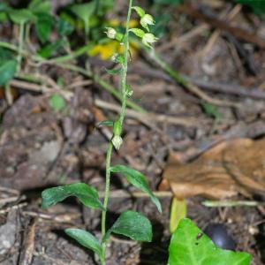 Photographie n°2329235 du taxon Epipactis fibri Scappaticci & Robatsch [1995]