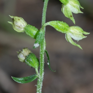 Photographie n°2329237 du taxon Epipactis fibri Scappaticci & Robatsch [1995]