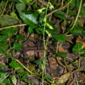 Photographie n°2329243 du taxon Epipactis fibri Scappaticci & Robatsch [1995]