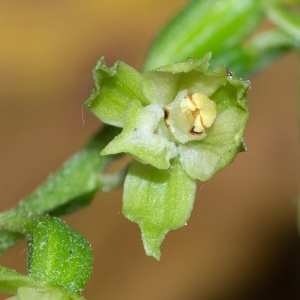 Photographie n°2329257 du taxon Epipactis fibri Scappaticci & Robatsch [1995]