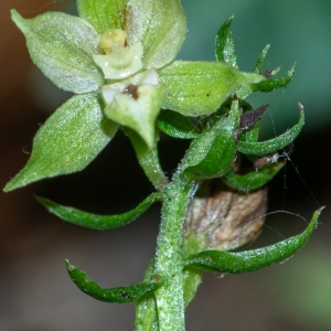 Photographie n°2329264 du taxon Epipactis fibri Scappaticci & Robatsch [1995]