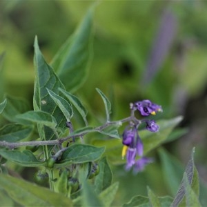 Photographie n°2329267 du taxon Solanum dulcamara L. [1753]