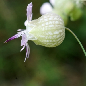 Photographie n°2329294 du taxon Silene vulgaris (Moench) Garcke [1869]