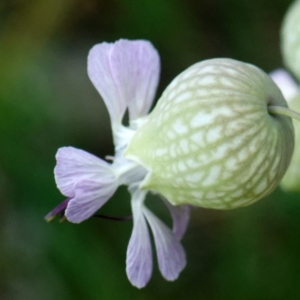 Photographie n°2329300 du taxon Silene vulgaris (Moench) Garcke [1869]