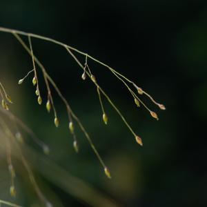 Aira elegans var. biaristata Godr. (Canche capillaire)