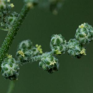 Chenopodium praeacutum (Beck) Murr (Ansérine blanche)