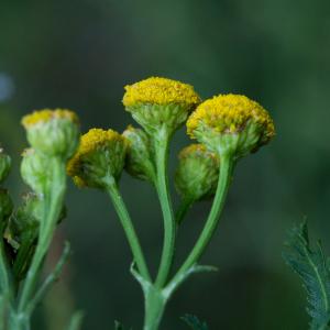 Photographie n°2329337 du taxon Tanacetum vulgare L. [1753]
