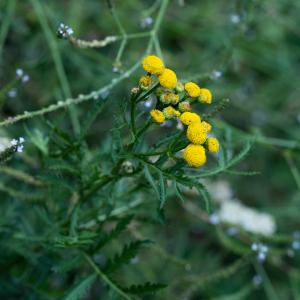 Photographie n°2329338 du taxon Tanacetum vulgare L. [1753]